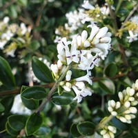 Ligustrum delavayanum 